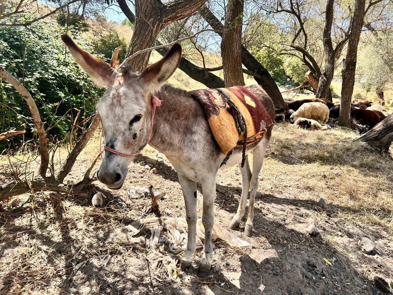 Eşek yediemine çekildi... Cezayı ödedi teslim aldı