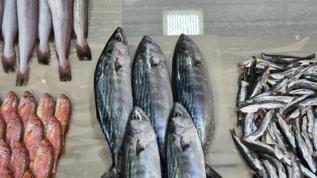 Palamudun tanesi 50 liraya düştü! Hamsi ve Mezgit tezgahlarda
