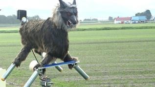 What is behind this eerie wolf appearance?