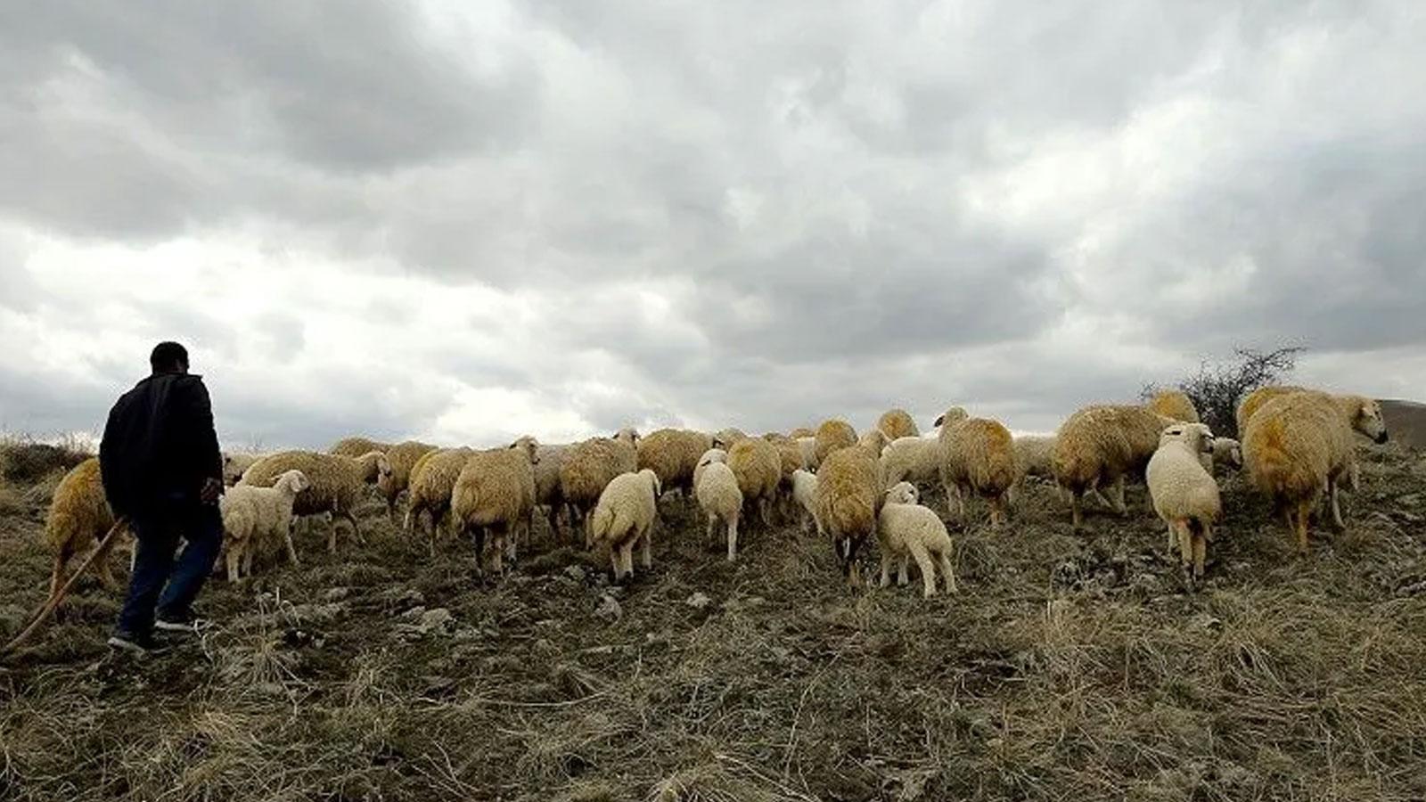 Tunceli'de çoban bulma sorunu: Üreticiler sürdürülebilirlik için çaba harcıyor
