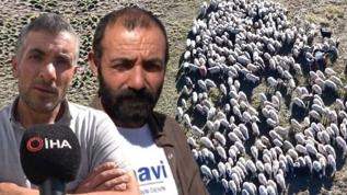 Üretici tedirgin: 150 bin lira maaşa rağmen çoban sıkıntısı çözülemedi 