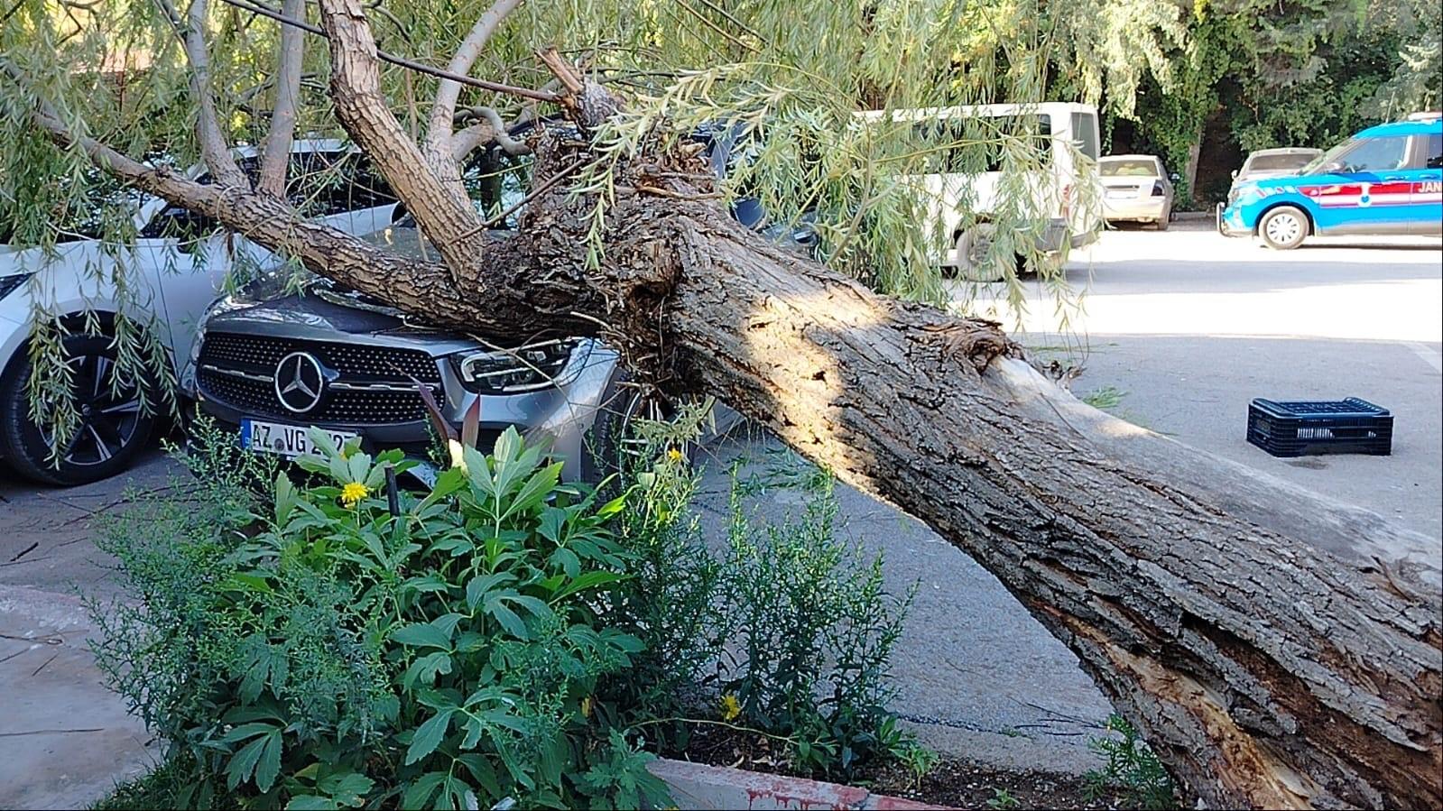 Elazığ'da fırtına etkili oldu: Ağaç otomobillerin üzerine devrildi