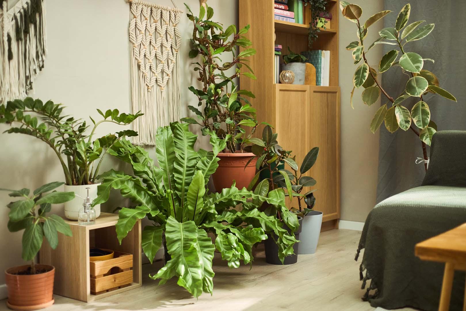 Ev bitkileriniz sonbaharda soluyorsa bu ayrıntıya dikkat
