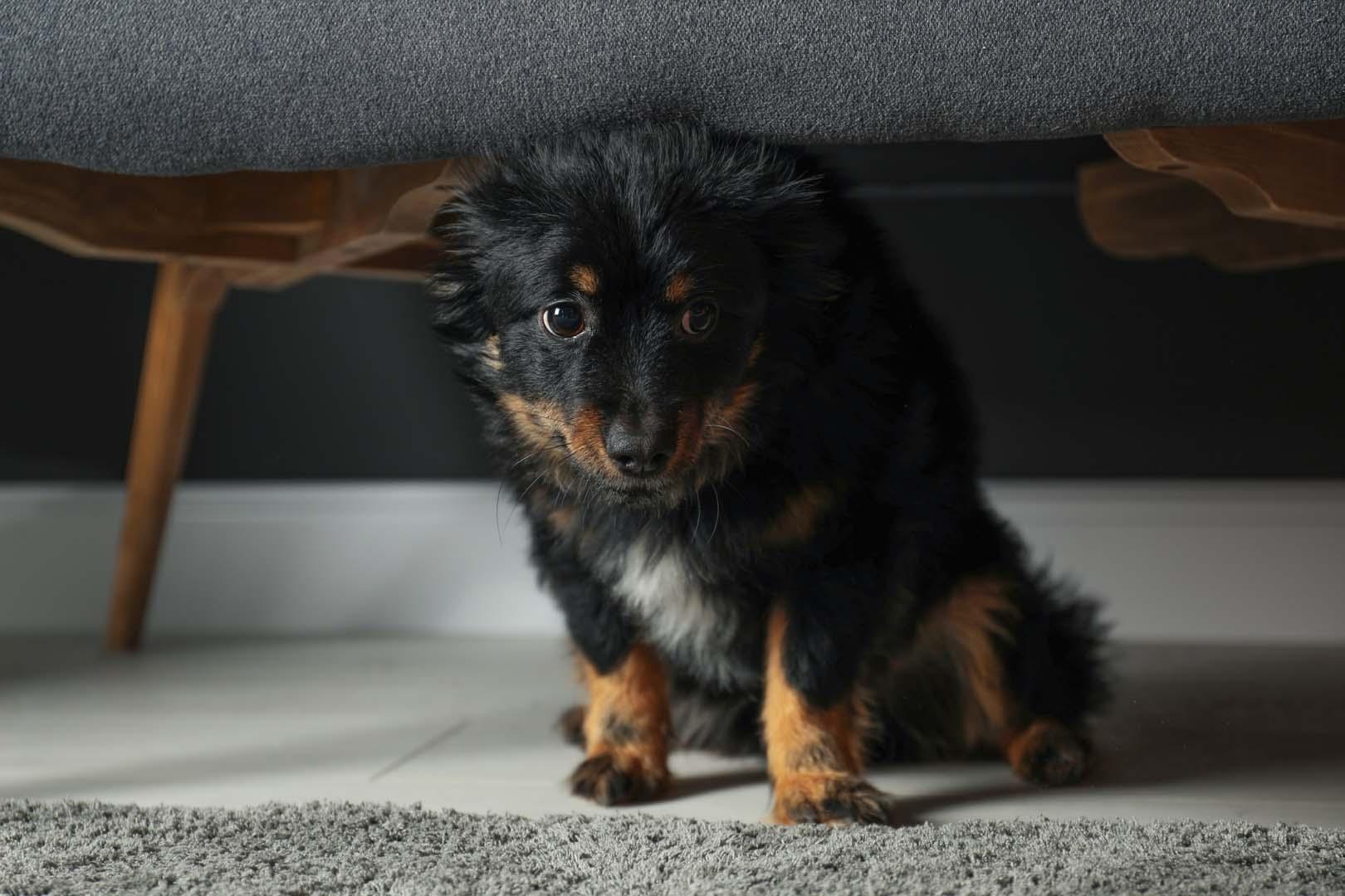 Köpekler bazı insanlardan neden korkuyor?