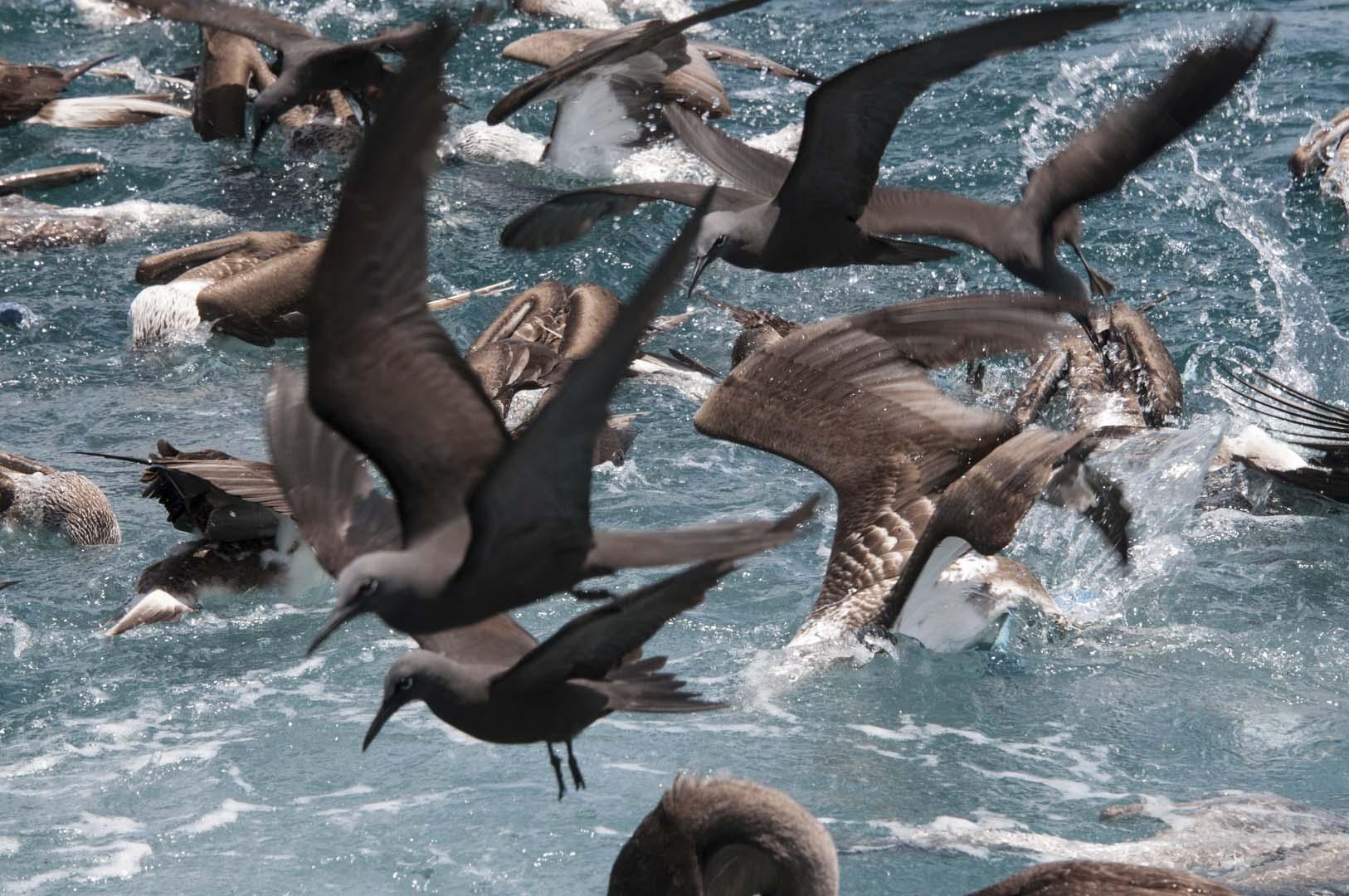 Deniz kuşlarında plastik rekoru kırıldı! Bir kuşta 894 parça bulundu