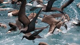 Deniz kuşlarında plastik rekoru kırıldı! Bir kuşta 894 parça bulundu