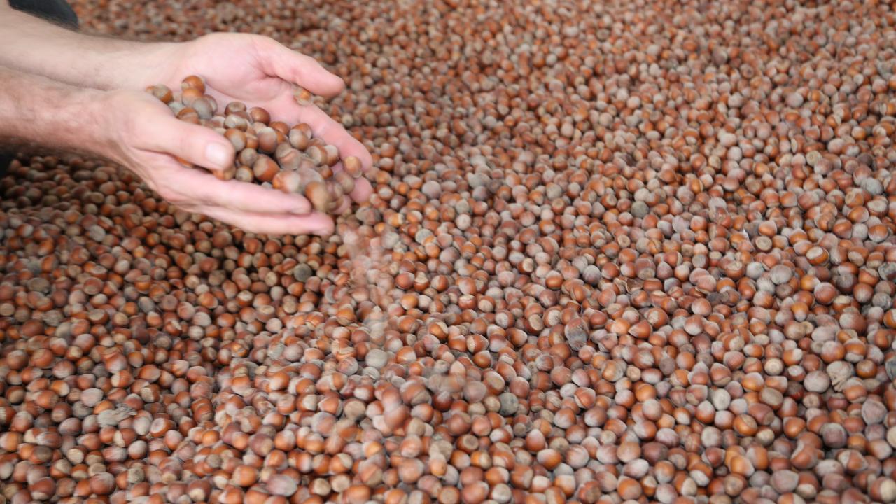 Ticaret Bakanlığı fındık piyasasına el attı: Giresun ve Ordu'da dev denetim süreci başlatıldı