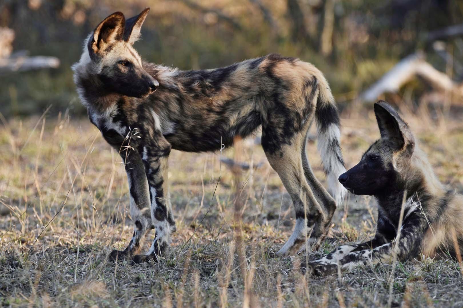 4 bin kilometrelik hayatta kalma yürüyüşü! Afrika yaban köpekleri korunan alanlar arasında tarih yazdı