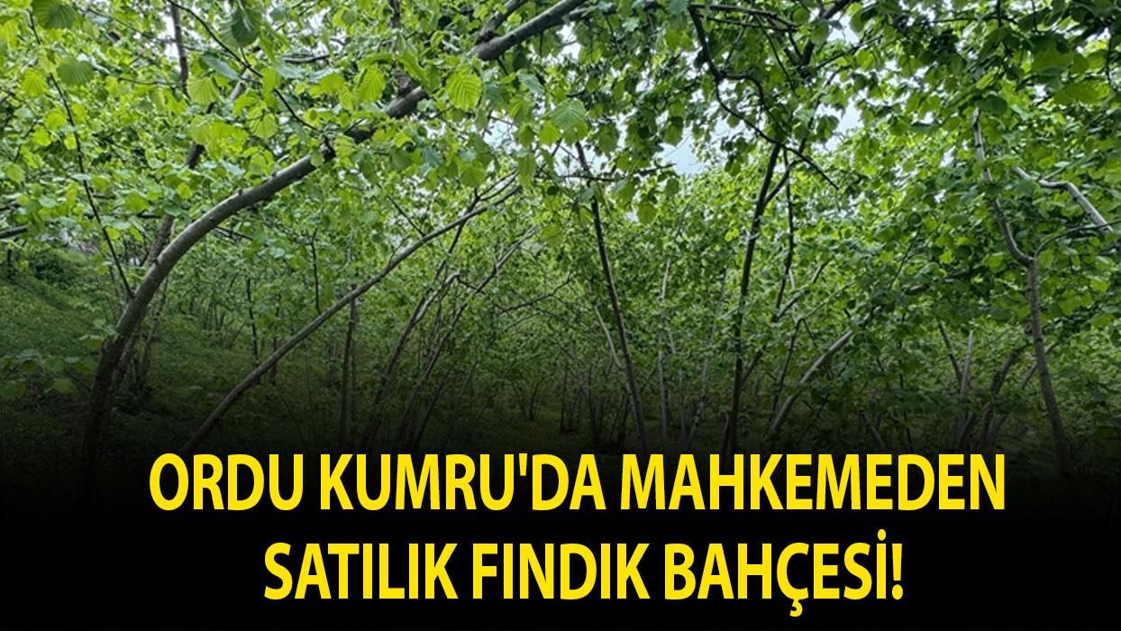 Ordu Kumru'da mahkemeden satılık fındık bahçesi!