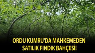 Ordu Kumru'da mahkemeden satılık fındık bahçesi!
