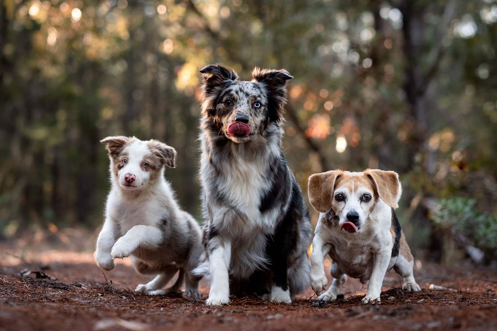 İnsanlara özgü sanılıyordu! Köpeklerin beyninden şaşırtan sonuç