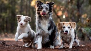 İnsanlara özgü sanılıyordu! Köpeklerin beyninden şaşırtan sonuç