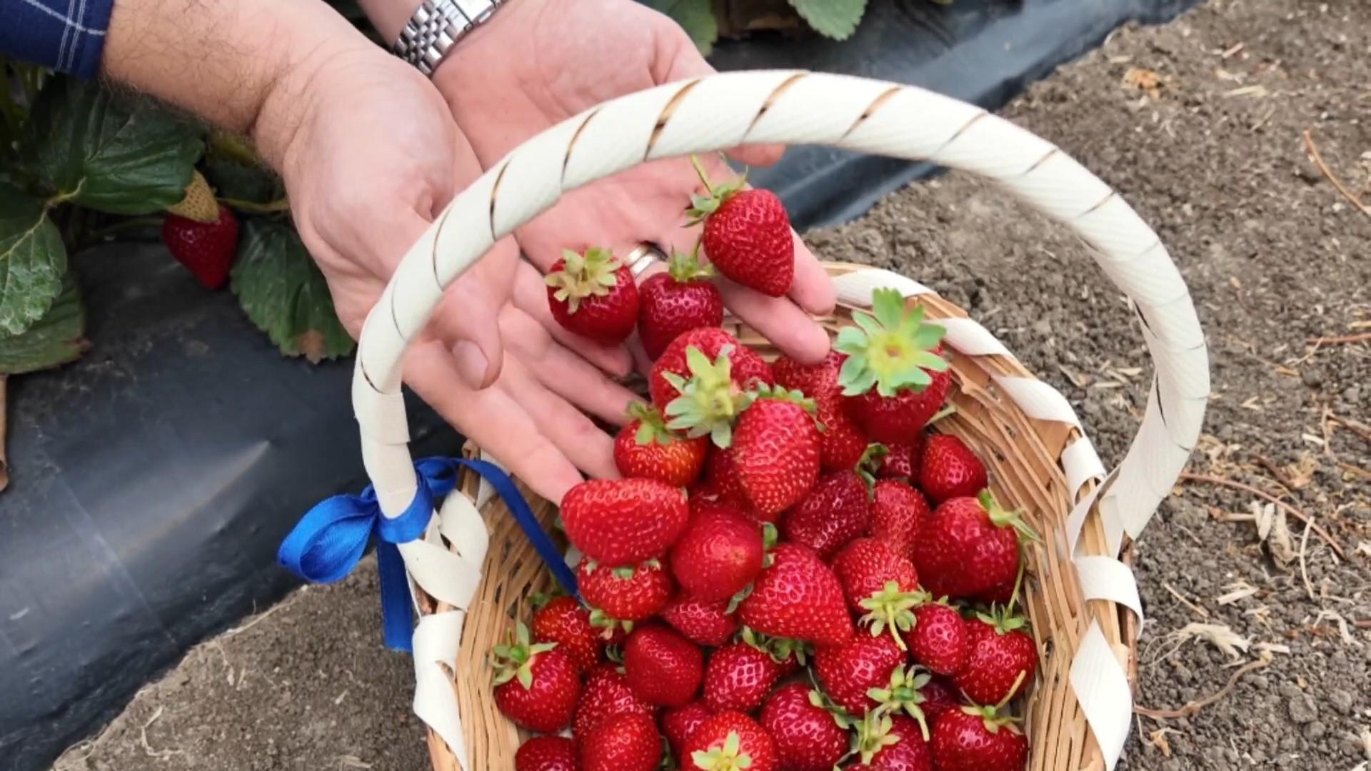 Yüzde 70 hibe desteği! Tekirdağ'da yaz bitse de çilek mesaisi devam ediyor