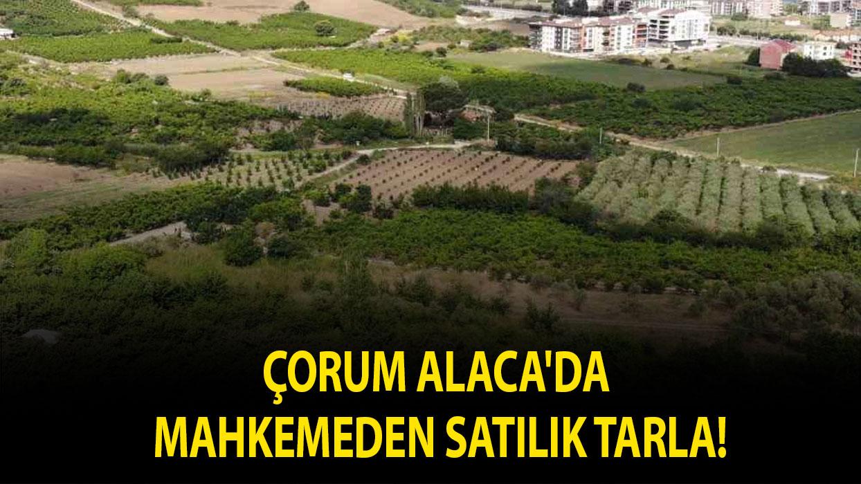 Çorum Alaca'da mahkemeden satılık tarla!