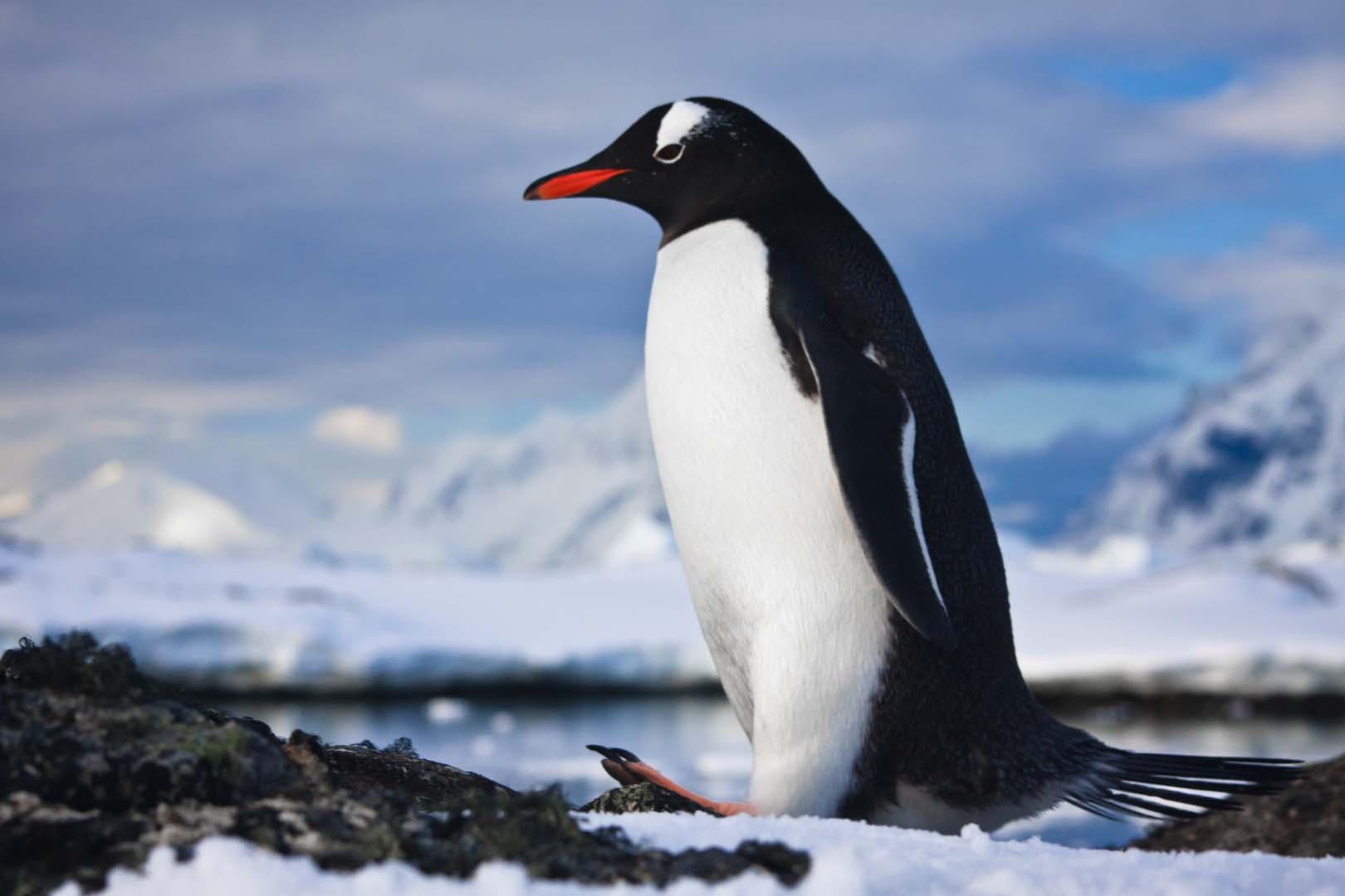 Bilim insanları 15 gün yol gitti, acı gerçekle karşılaştı! Penguenlerin %63'ü kayıp