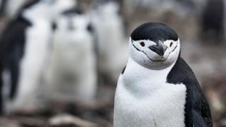 World's largest penguin colony loses nearly two-thirds of its population