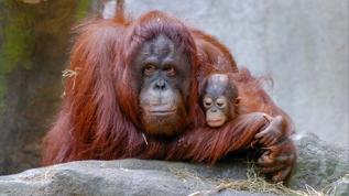 Orangutan anneleri neden daha fazla seyahat edip daha az besleniyor?