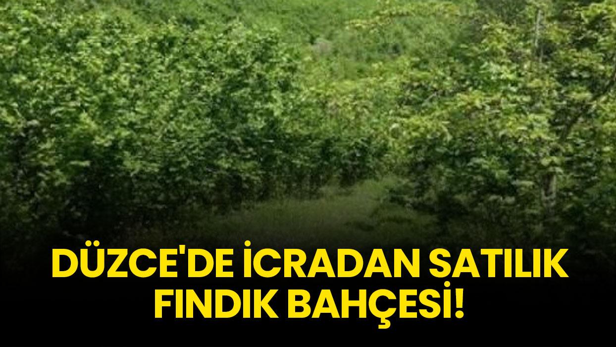 Düzce Akçakoca'da icradan satılık fındık bahçesi!