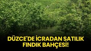 Düzce Akçakoca'da icradan satılık fındık bahçesi!