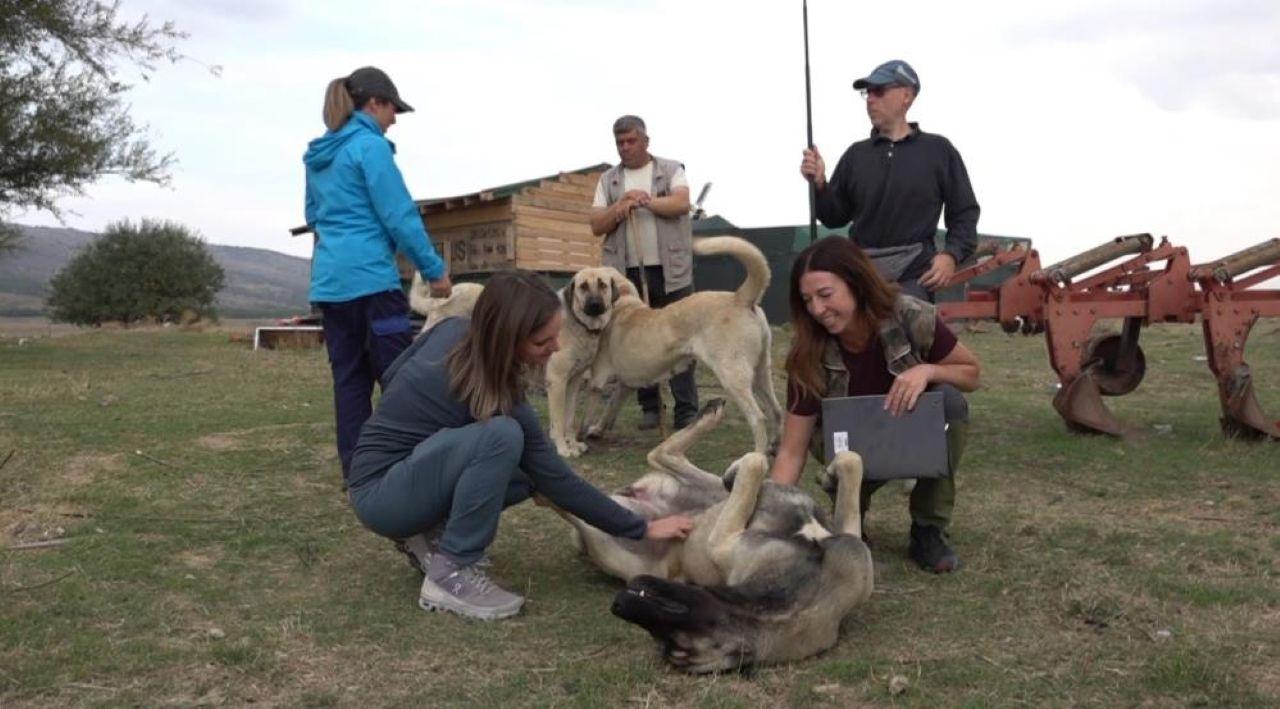 İtalya'dan geldiler, Türkiye'deki çoban köpeklerine hayran kaldılar