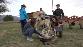 İtalya'dan geldiler, Türkiye'deki çoban köpeklerine hayran kaldılar