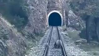 Tren yoluna çıkan ayıların panikle kaçış anları kamerada