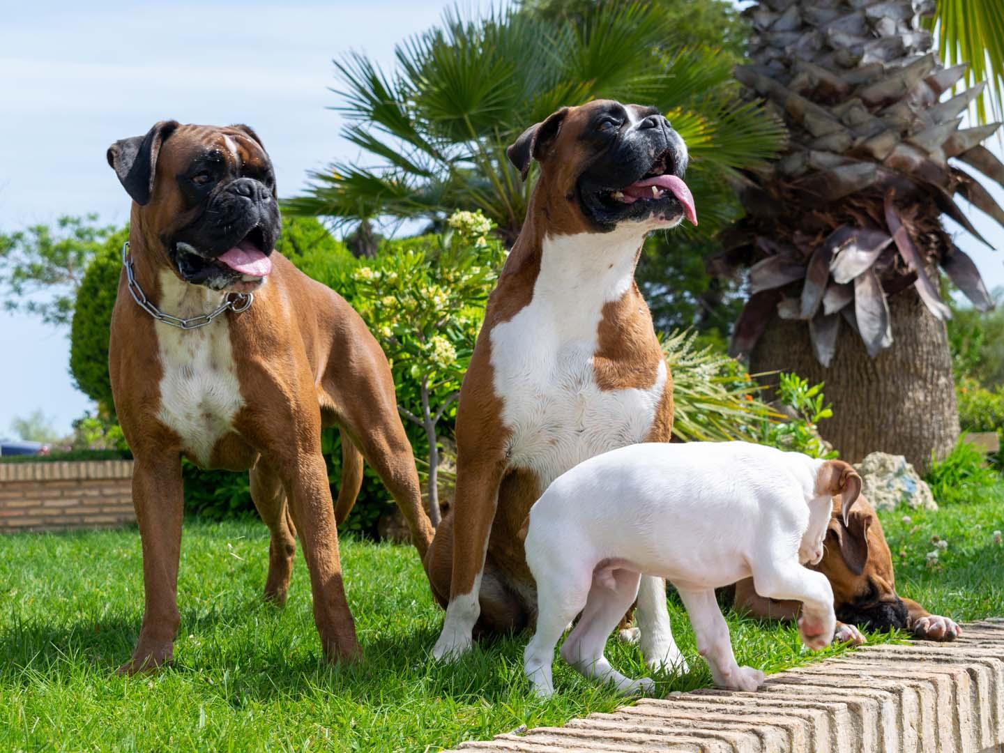 Büyük köpekler neden daha erken ölüyor? Bilim insanları DNA'daki o gizli ipucunu deşifre etti!