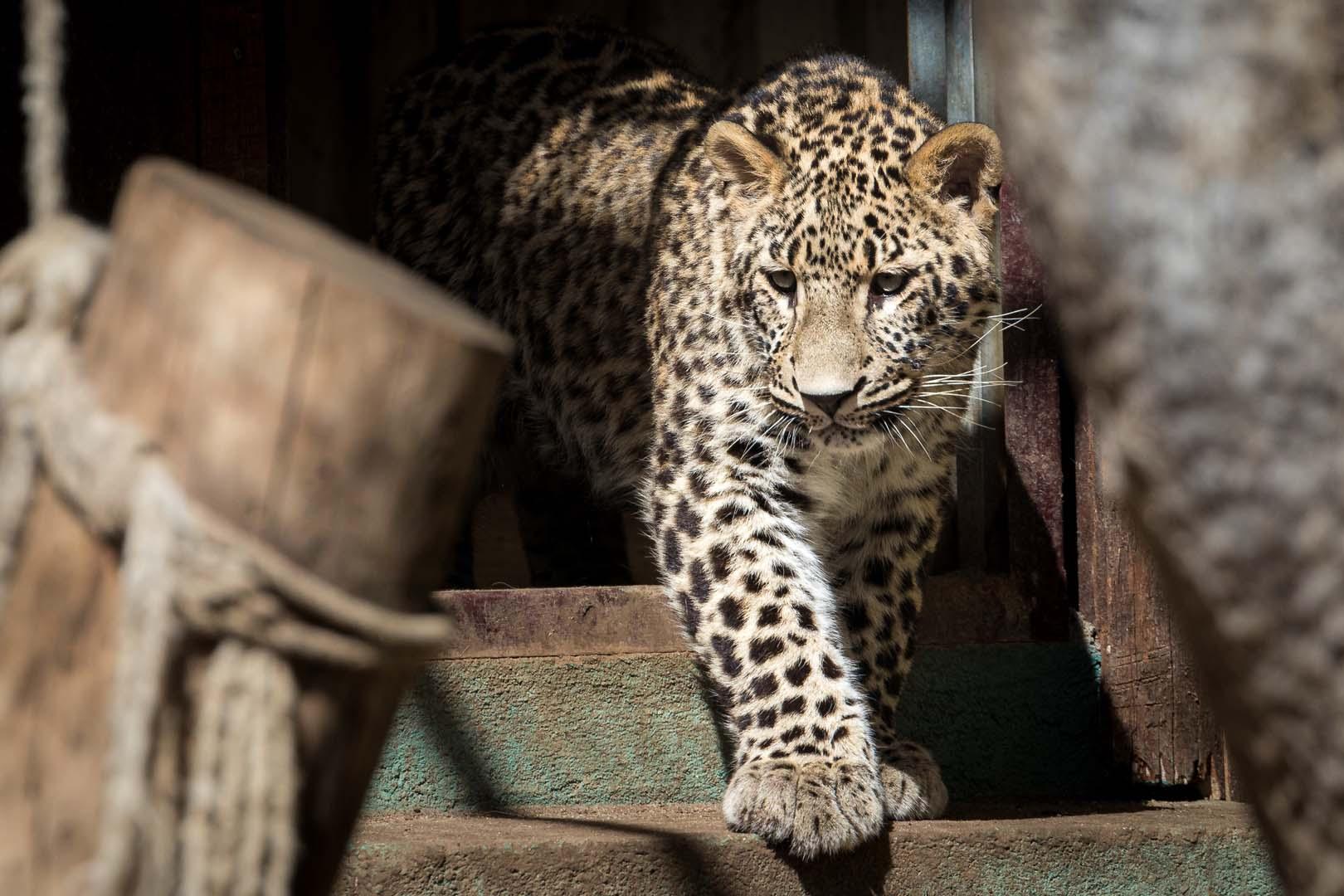 Güvenlik kamerası olmayan kapalı tesiste vahşet! İki İran leoparı 40 yıllık bakıcısını katletti