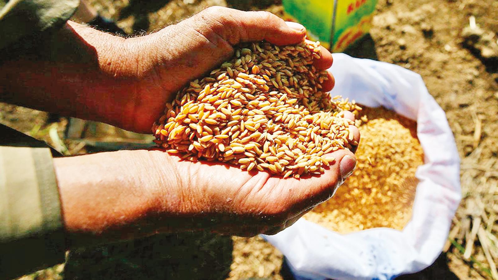 Mardin'de 668 çiftçiye 146 ton hibe tohum desteği sağlanacak