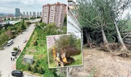 Çankaya Belediyesinden ağaç katliamı! “Sökerse CHP söker”