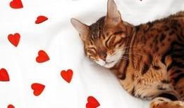 Kedi gibi ilgiye doymazlar! Sevgi arsızı 4 burç belli oldu