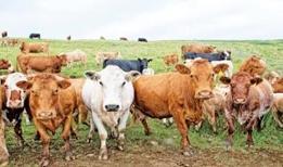 ESK, Kurban Bayramı'nda satılamayan kurbanlıkları alacak