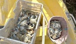 Mersin'de yasa dışı olarak mavi yengeç avlayan 2 şüpheli yakalandı
