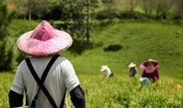 Jiangsu'da çiftçiler kışlık buğday ekimi için tarlalarda