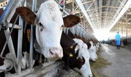 Yeni dönem 1 Ocak'ta başlıyor! Hayvancılık desteklemede kurallar değişti