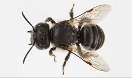 Bilim dünyası şaşkın! Boynuz arı keşfi kritik öneme sahip