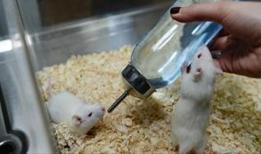 Tansiyon ilacı Alzheimer belirtilerini farelerde temizledi