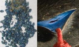 Gizli tehlike: Kaliforniya avcılarının avlarında zehirli kimyasal bulundu