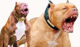 Yasaklı ama dinleyen yok! İnternetten tek tıkla pitbull ilan