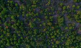 Türkiye dünyada ormanlık alanını en fazla artıran ülkeler arasında