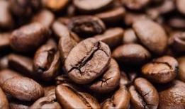 Hindistan'daki bilim insanları dünyanın en pahalı kahvesinin gerçek yüzünü gösterdi