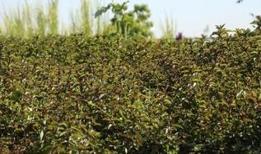 Bitkiler ısı kullanarak böcekleri çekiyor