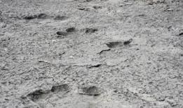 Bu bulgu bilim dünyasını şaşırttı! Binlerce keşfedildi