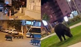 İzmir'de vahşi doğa şehir merkezine taşındı! Domuz sürüleri sokaklarda cirit atıyor