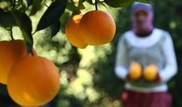 Portakal meyvesinin sağlığa faydaları nelerdir?