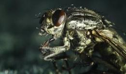 Veterinerleri alarma geçiren parazit! Etobur sinek saldırıları ölümcül olabiliyor