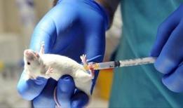 Amino asit kısıtlaması farelerin ömrünü yüzde 33 oranında uzattı