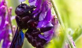 Bilim insanları açıklayamıyor! Kuzey Carolina'da üretilen mor bal neden bu kadar nadir