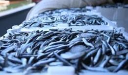 Balık üretiminde geçen yıl cumhuriyet tarihinin rekoru kırıldı