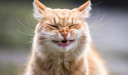 Kediniz psikopat olabilir! Öğrenmenin bir yolu var